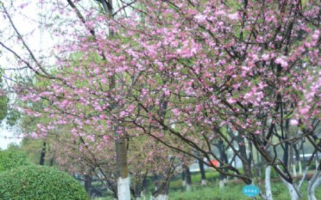 海棠树