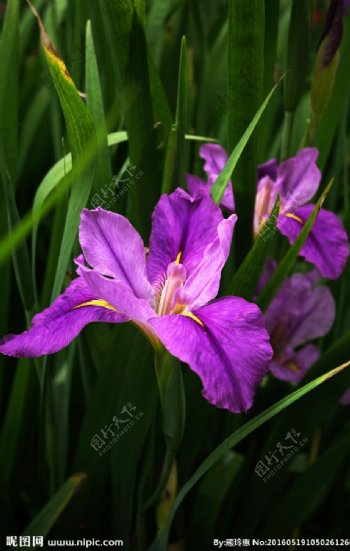 紫蝴蝶