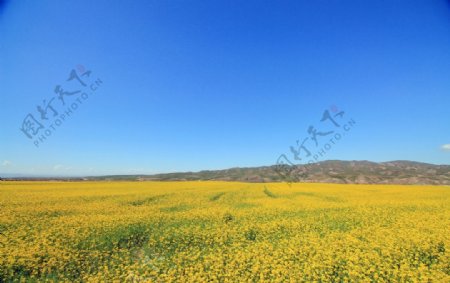 油菜花田