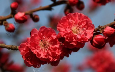 西安浐灞湿地公园桃花