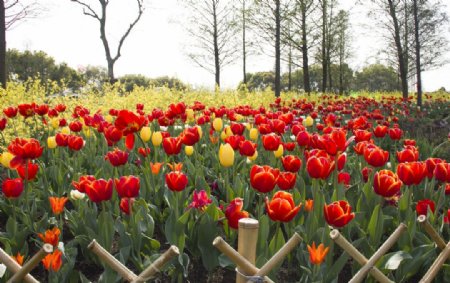 郁金香花园