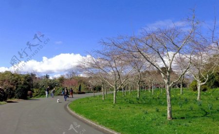 奥克兰植物园风景
