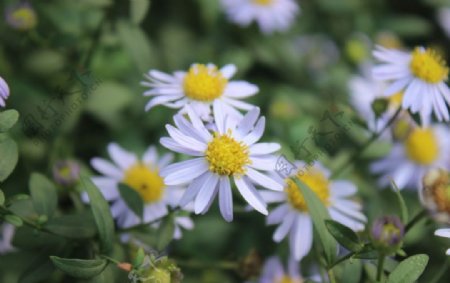 野菊花