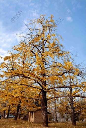 桂林海洋银杏树