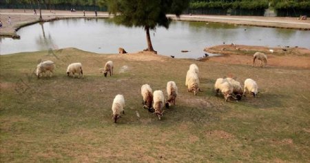 动物园山羊绵羊