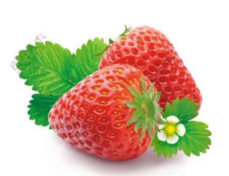 新鲜的带叶草莓