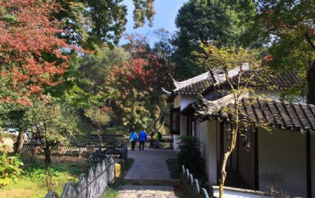 天平山红枫