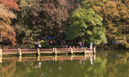 天平山红枫