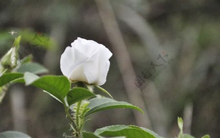高清白色野花