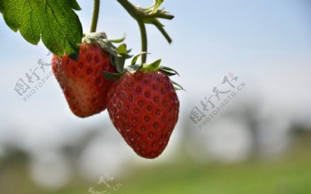 初冬头茬草莓