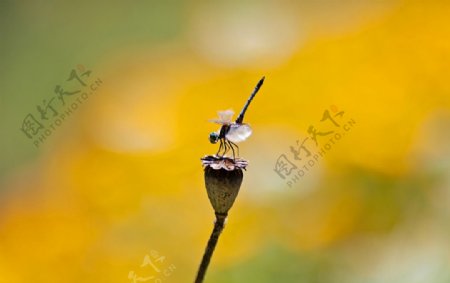 落在枝干上的蜻蜓