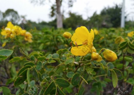 小黄花