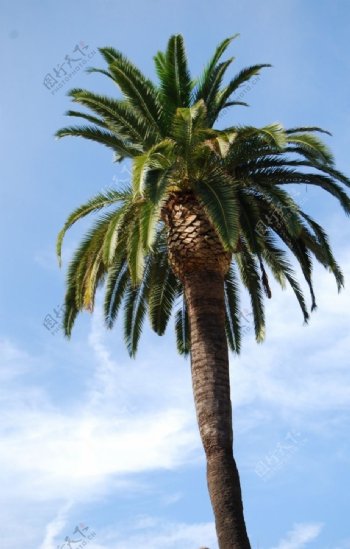 高大棕榈树