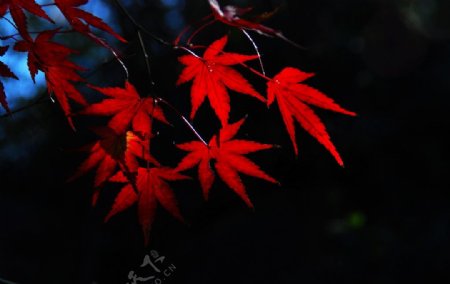 栖霞山红叶