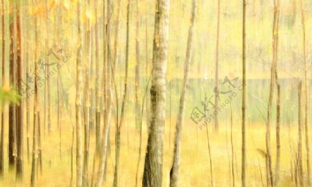 油画般的桦树林