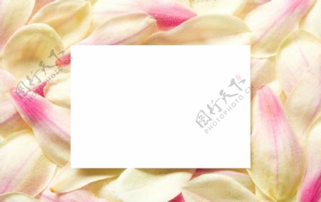 花瓣上的空白卡片
