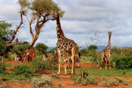 一群野生长颈鹿