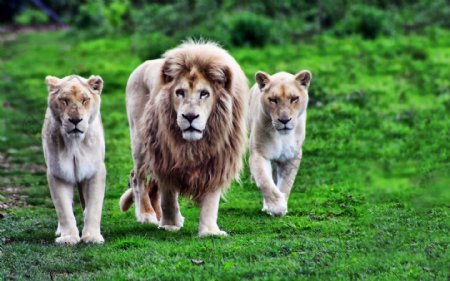 雄狮和母狮