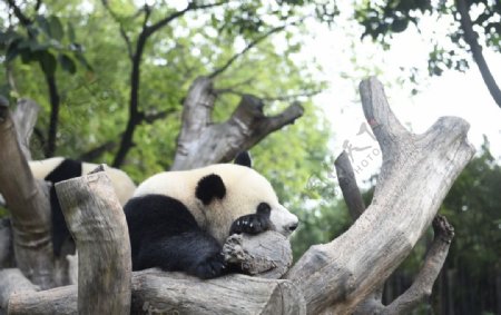 熊猫与树木的结合