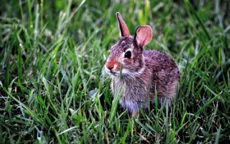 绿草中的可爱兔子