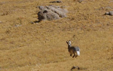 纳木错村奔跑的野兔