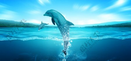 淘宝海洋海豚海水素材效果