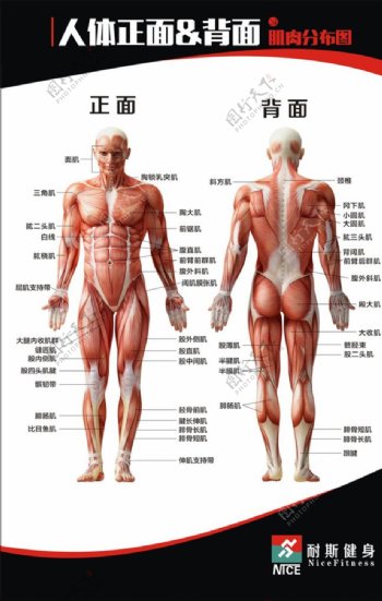 人体肌肉分割图