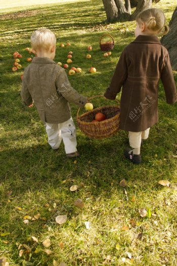草地上拾苹果的儿童图片