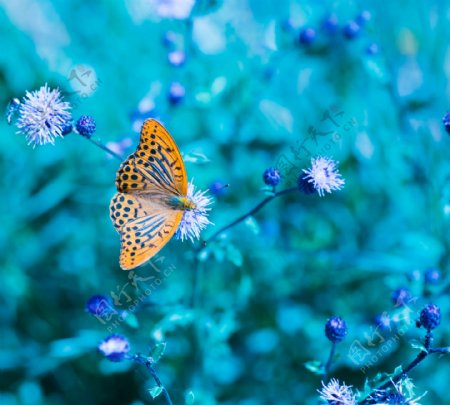 花朵上的美丽蝴蝶图片