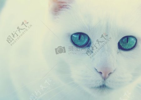 猫白猫绿色眼睛