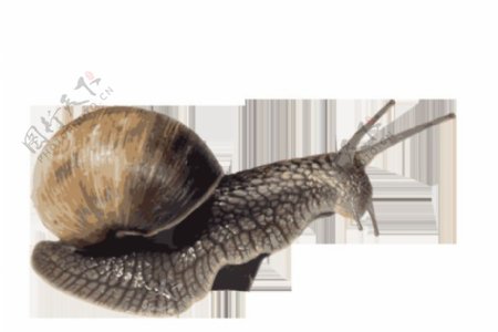 软体动物蜗牛照片免抠png透明图层素材