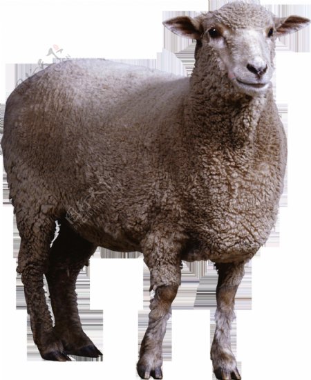 绵羊免抠png透明图层素材