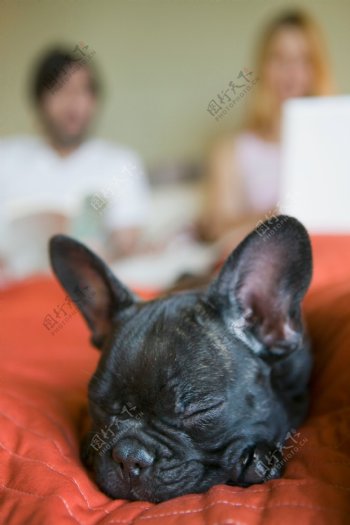 睡觉的可爱小狗图片