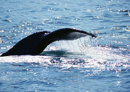 鲸鱼尾巴摄影图片