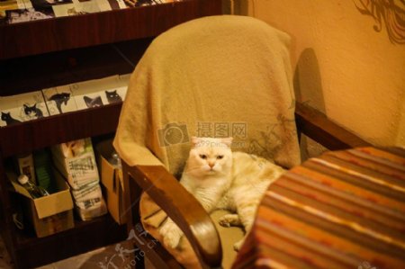 懒惰猫上一个椅子