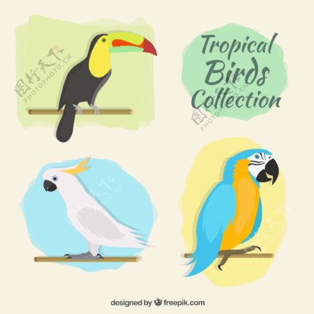 3款彩色热带鸟类矢量素材