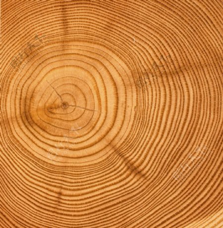木头年轮圆环纹理图
