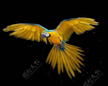 黄色鹦鹉免抠png透明图层素材