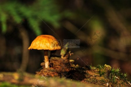 长出的野生蘑菇