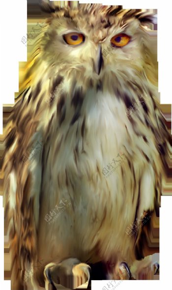 可爱的杂毛猫头鹰免抠png透明图层素材