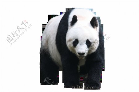 慢吞吞的熊猫免抠png透明图层素材