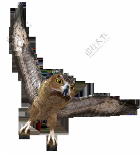 展翅飞翔的猫头鹰免抠png透明图层素材