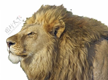 闭幕养神的狮子免抠png透明图层素材