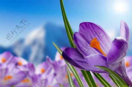 雪山与紫色鲜花图片
