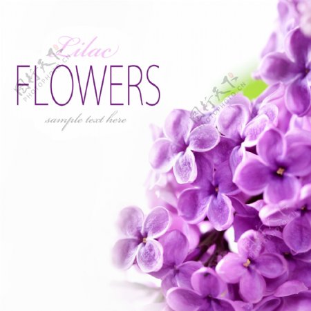 紫色鲜花主题图片
