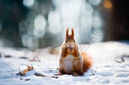 雪地上的小松鼠图片