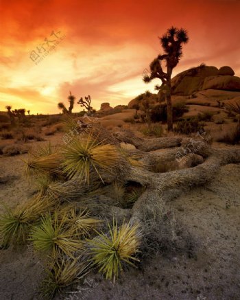 干旱沙漠上的仙人掌高清风景图片图片