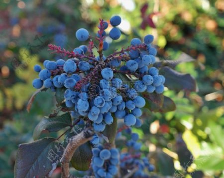 成熟结果的蓝莓