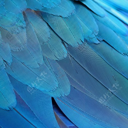 漂亮的蓝色羽毛图片