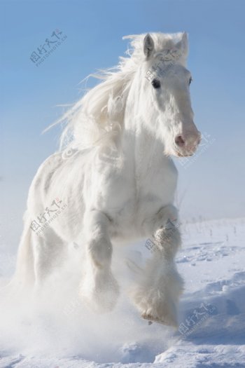 雪地上的白马图片